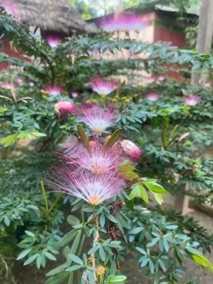Pink powder-puff flowers growing in the rainforest.