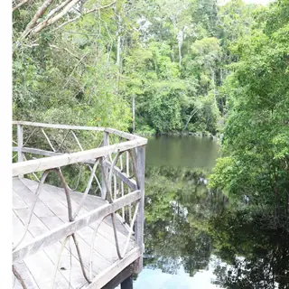 Wooden walkway overlooking a quiet rainforest waterway.