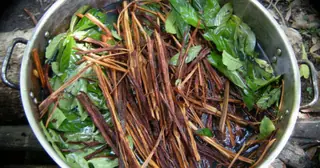 Ayahuasca vine and leaves being prepared in a large pot.